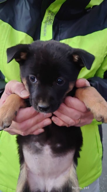 犬の里親募集 東京都 雑種 ２月６日譲渡会参加 約２ヶ月の子犬 ４ ハグー みんなのペット里親情報 Id 2101