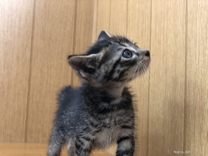 猫の里親募集 香川県 雑種 大人しい子猫です ハグー みんなのペット里親情報 Id 06 000