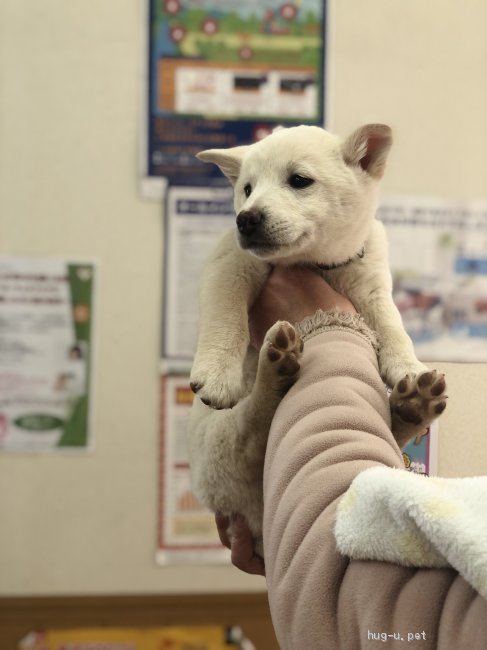 犬の里親募集 香川県 雑種 生後2ヶ月真っ白 女の子ゆきちゃん ハグー みんなのペット里親情報 Id 02