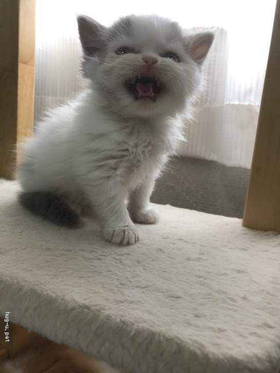 猫の里親募集】岡山県・雑種・カツラのようなハチワレ君｜ハグー 