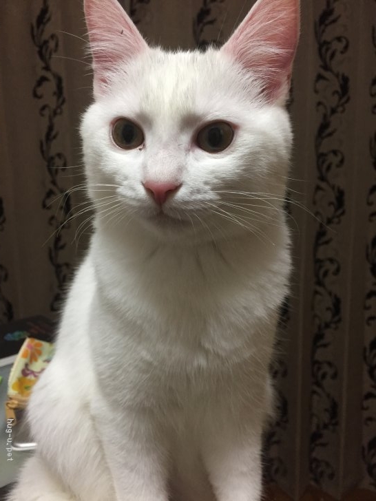 猫の里親募集 埼玉県 雑種 可愛い白猫 Id 1811 ハグー みんなのペット里親情報