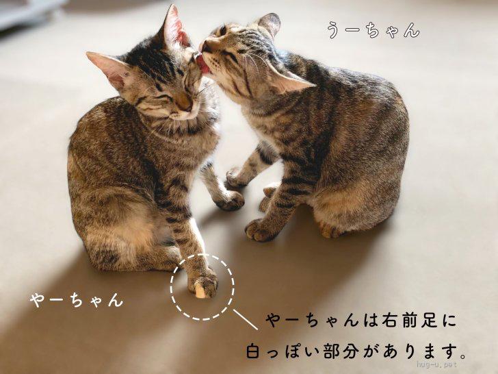 猫の里親募集】宮城県・雑種・きれいな縞模様のうーちゃん（ID:2307-00180）｜ハグー -みんなのペット里親情報