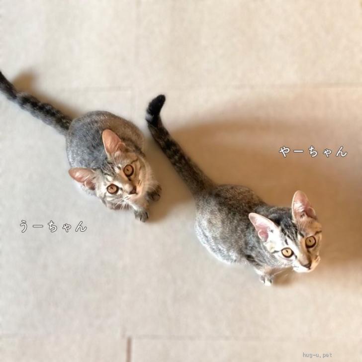 猫の里親募集】宮城県・雑種・きれいな縞模様のうーちゃん（ID:2307-00180）｜ハグー -みんなのペット里親情報