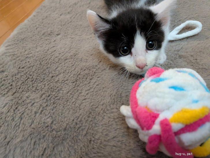猫の里親募集】和歌山県・雑種・綺麗なハチワレにゃんこです（ID:2605