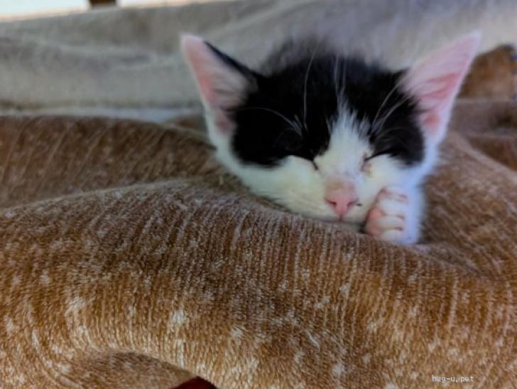 猫の里親募集】和歌山県・雑種・綺麗なハチワレにゃんこです（ID:2605