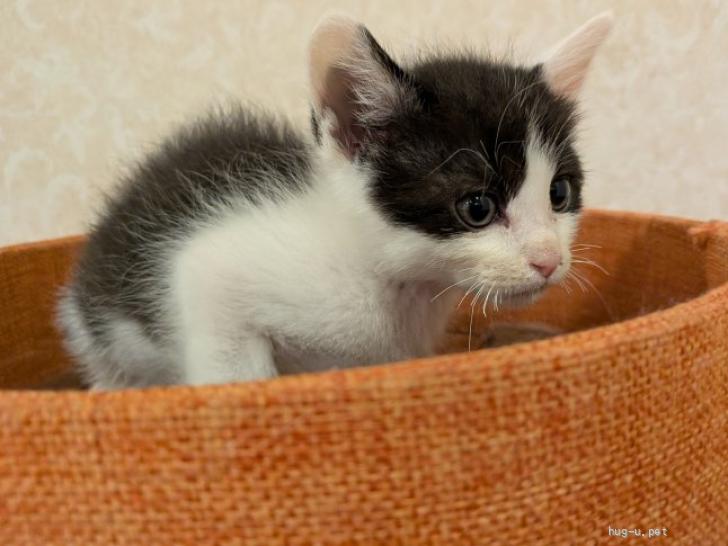 猫の里親募集】和歌山県・雑種・綺麗なハチワレにゃんこです（ID:2605