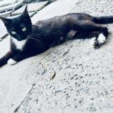 雑種