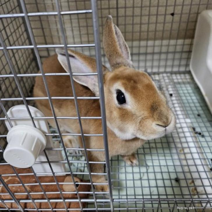 小動物の里親募集】大阪府・ウサギ・ミニレッキスオレオちゃん（ID