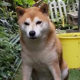 柴犬