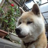 柴犬