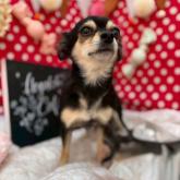 チワワ(ロング)