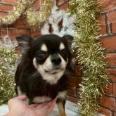 チワワ(ロング)