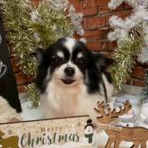 チワワ(ロング)