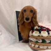 ミニチュアダックスフンド(ロング)