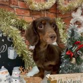 ミニチュアダックスフンド(ロング)