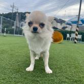 チワワ(ロング)