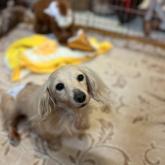 ミニチュアダックスフンド(ロング)