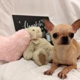 チワワ(スムース)