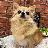 チワワ(ロング)