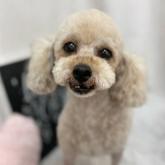 トイプードル