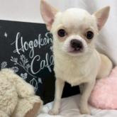 チワワ(スムース)