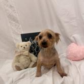 ヨークシャーテリア