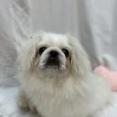 ペキニーズ