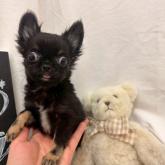 チワワ(ロング)