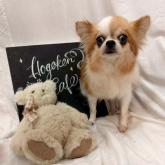 チワワ(ロング)