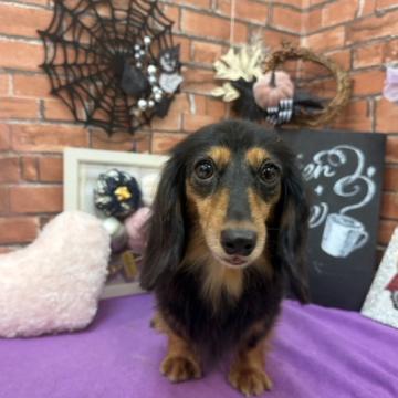 犬 × ミニチュアダックスフンド(ロング)の里親募集一覧｜ハグー