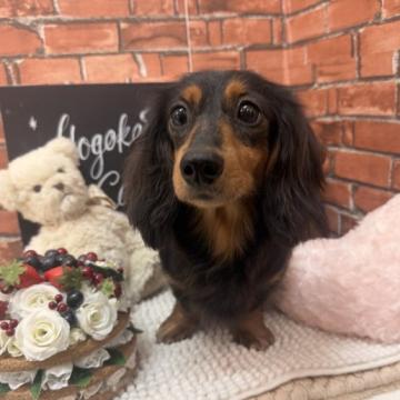 犬 × 中部／東海 × ミニチュアダックスフンド(ロング)の里親募集一覧