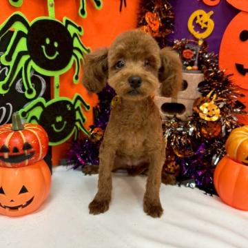 犬の里親募集】千葉県・ミニチュアダックスフンド(ロング)・ミニチュア