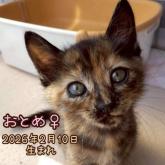 雑種