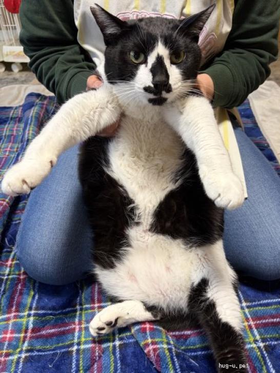 猫の里親募集】埼玉県・雑種・甘えん坊な10キロの大型猫ちゃん🖤（ID