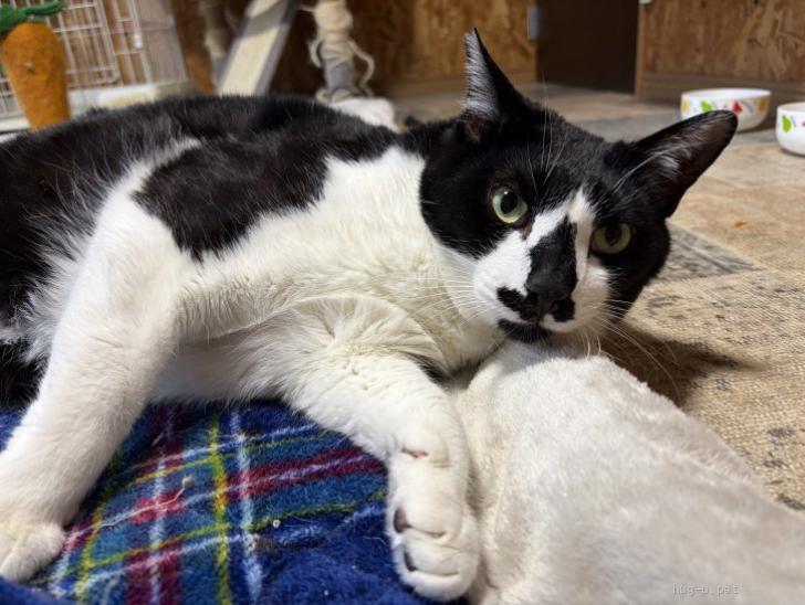 猫の里親募集】埼玉県・雑種・甘えん坊な10キロの大型猫ちゃん🖤（ID
