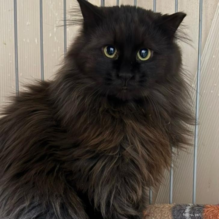 猫の里親募集】山口県・雑種・猫経験の高い人向け長毛デラックスちゃん