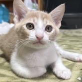 雑種