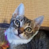 雑種