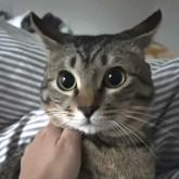 雑種