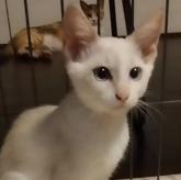 雑種