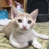 雑種