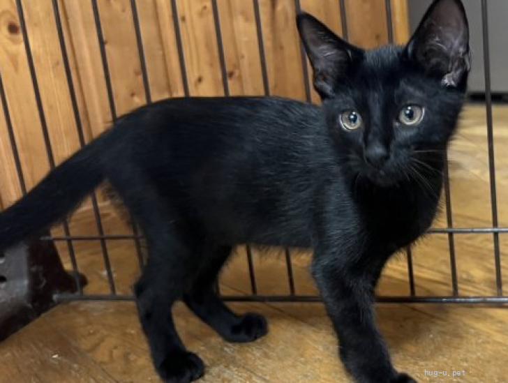 猫の里親募集】山口県・雑種・尻尾の長い黒猫サフランくん（ID:2406