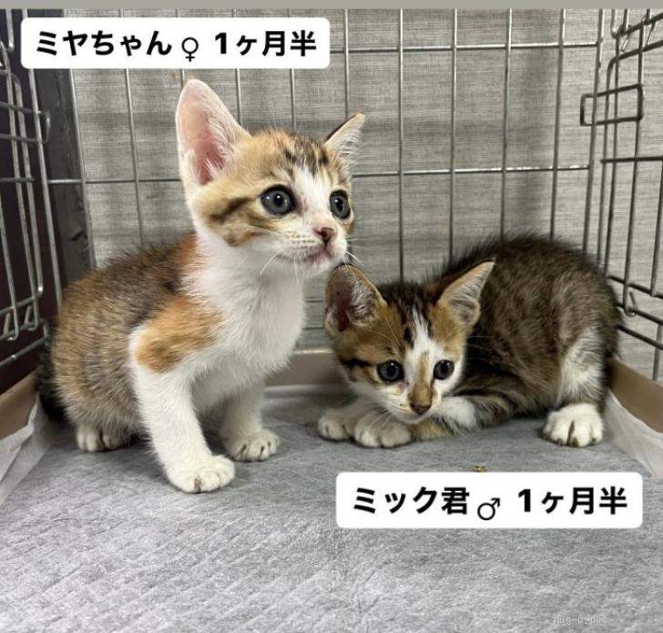 猫の里親募集】山口県・雑種・譲渡会参加予定キジ三毛猫ミヤちゃん（ID:2408-01857）｜ハグー -みんなのペット里親情報