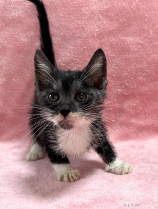 猫の里親募集】山口県・雑種・母猫が育てた5兄妹⭐︎スモーク猫うふふ