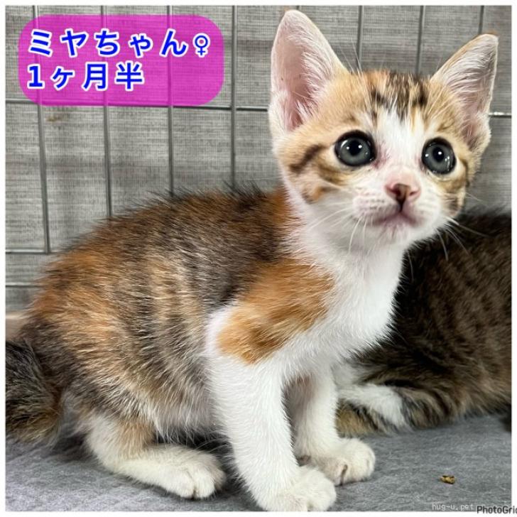 猫の里親募集】山口県・雑種・譲渡会参加予定キジ三毛猫ミヤちゃん（ID:2408-01857）｜ハグー -みんなのペット里親情報