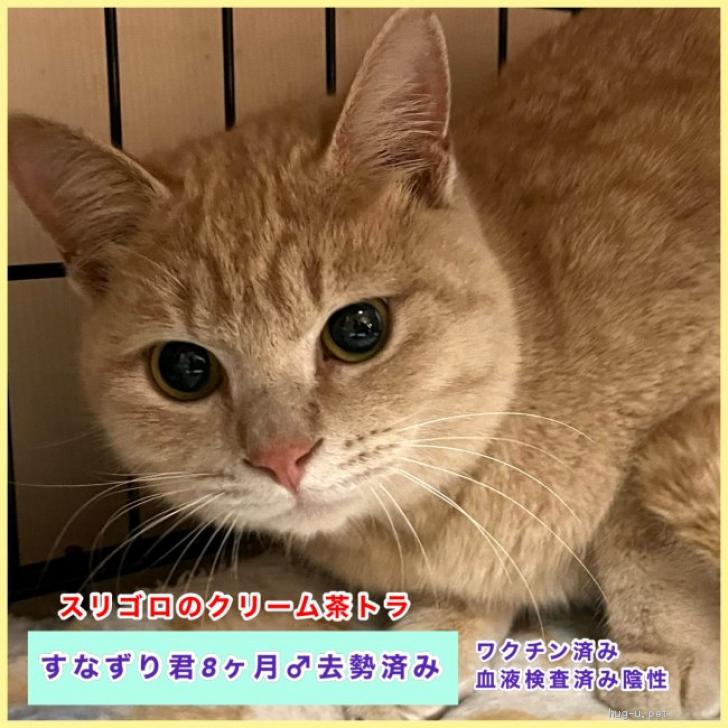 猫の里親募集】山口県・雑種・クリーム茶トラのすなずり君8ヶ月去勢