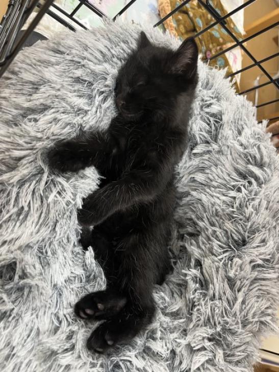 猫の里親募集】山口県・雑種・譲渡会参加予定ふわ毛の黒猫キキちゃん