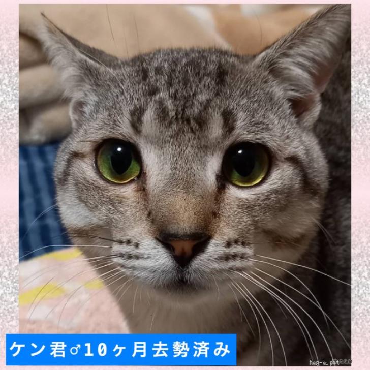 猫の里親募集】山口県・雑種・優しい顔したキジトラのケン君去勢済み