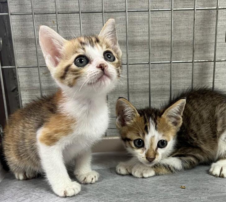 猫の里親募集】山口県・雑種・譲渡会参加予定キジ三毛猫ミヤちゃん（ID:2408-01857）｜ハグー -みんなのペット里親情報