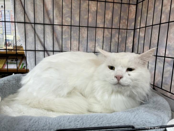 猫の里親募集】山口県・雑種・モフモフ長毛白猫サラブレッド君の3歳お
